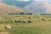 Farming country, Athol

Trip: New Zealand
Entry: Queenstown & Fiordland
Date Taken: 14 Mar/03
Country: New Zealand
Viewed: 1030 times